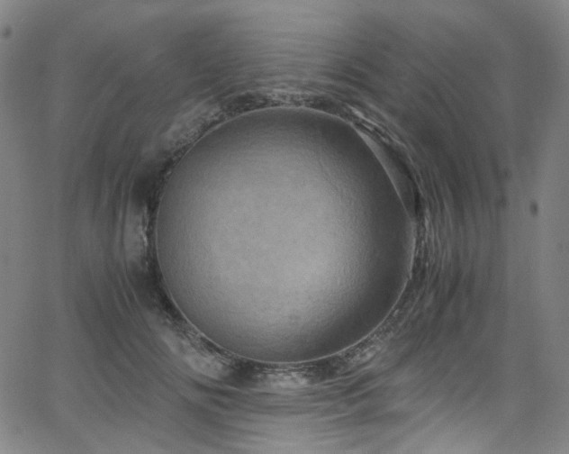 X0000066110702200603101206