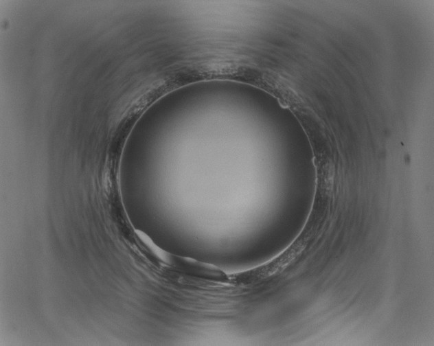 X0000066110746200603101206