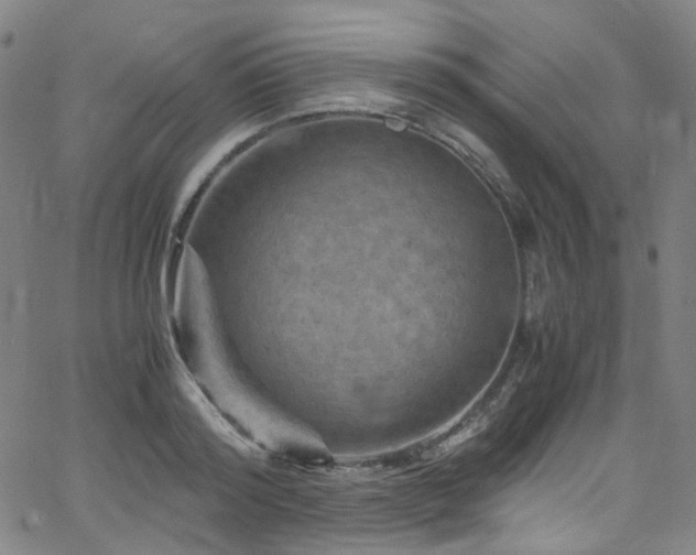 X0000066110796200603101205
