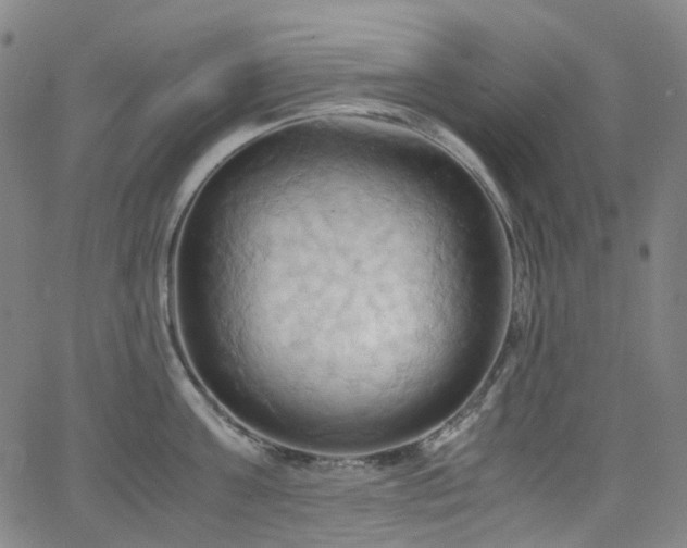 X0000066110811200603101204