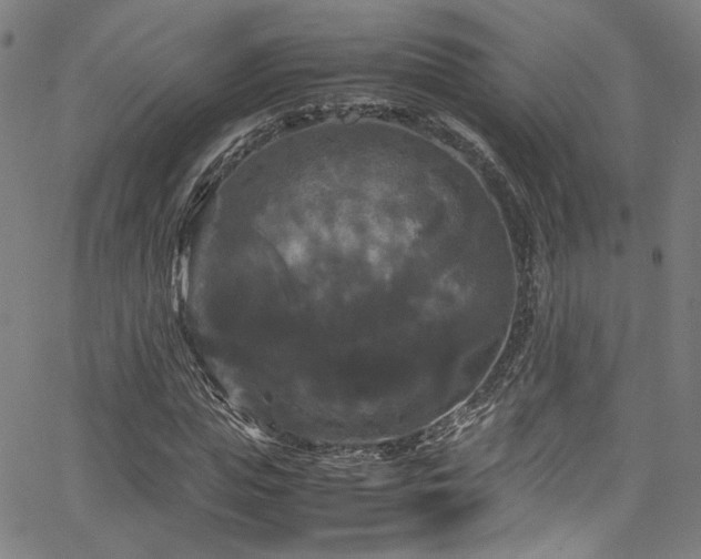 X0000066110823200603101204