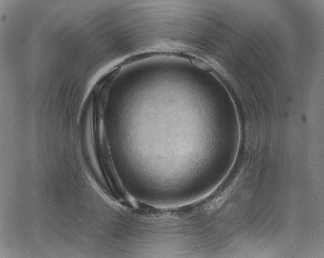 X0000066110838200603101204