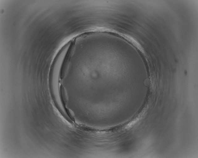 X0000066110839200603101204