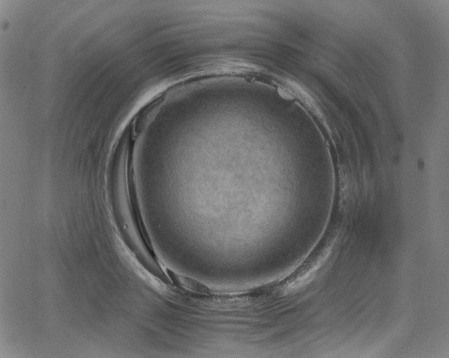 X0000066110843200603101204