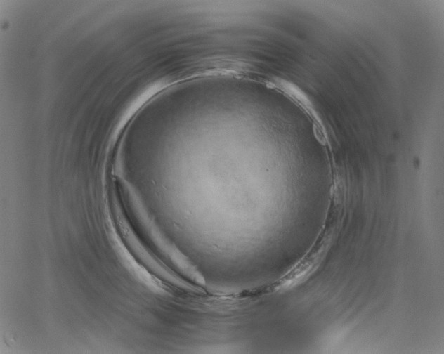 X0000066110859200603101204
