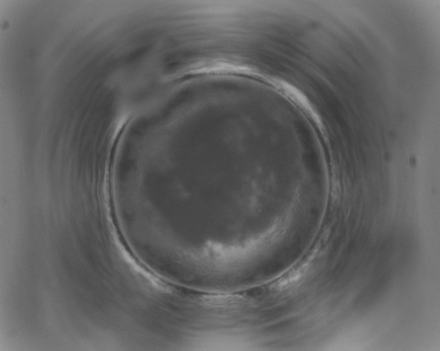X0000066110863200603101204
