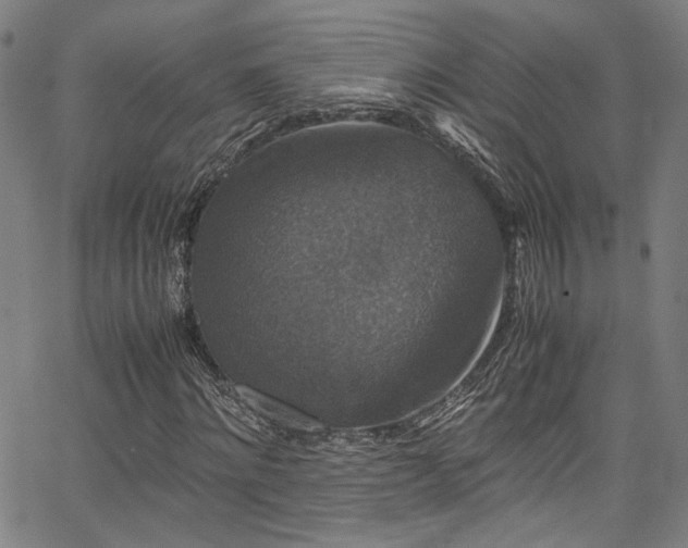 X0000066110868200603101203