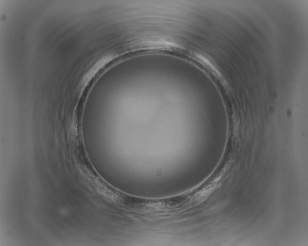 X0000066110883200603101203