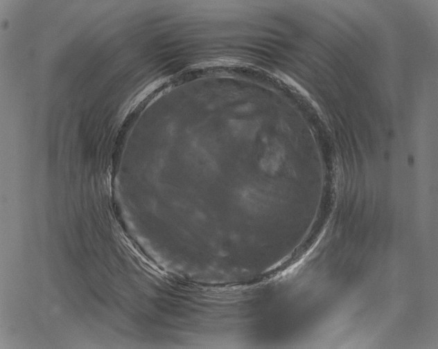 X0000066110921200603101202