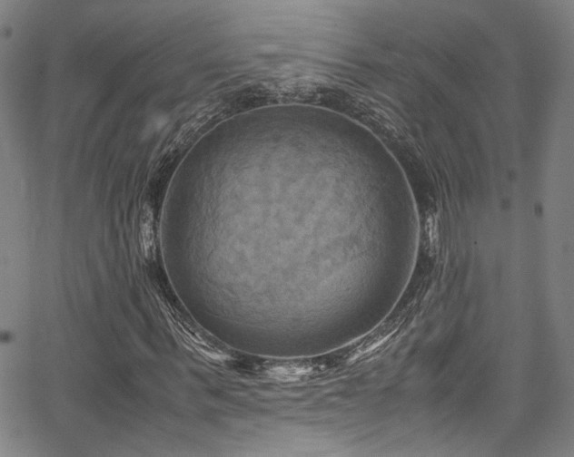 X0000066110963200603101202