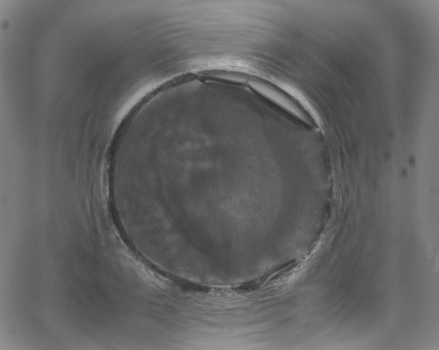 X0000066110983200603101202