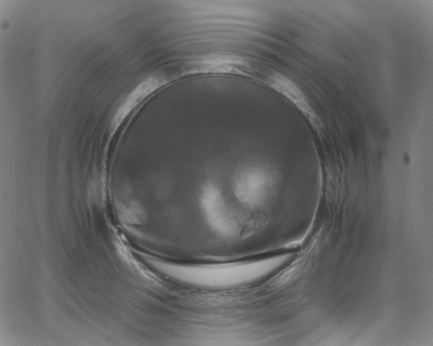 X0000066110994200603101201