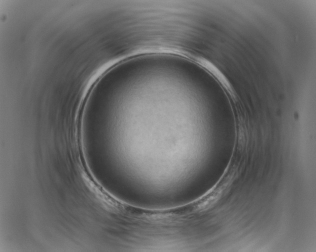 X0000066111004200603101201