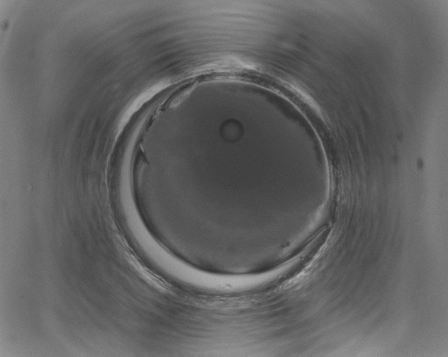 X0000066111026200603101201