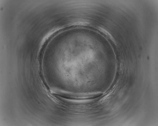 X0000066111027200603101201
