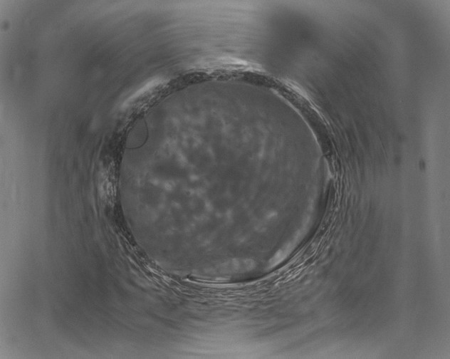 X0000066111063200603101200