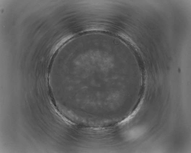 X0000066111121200603101159