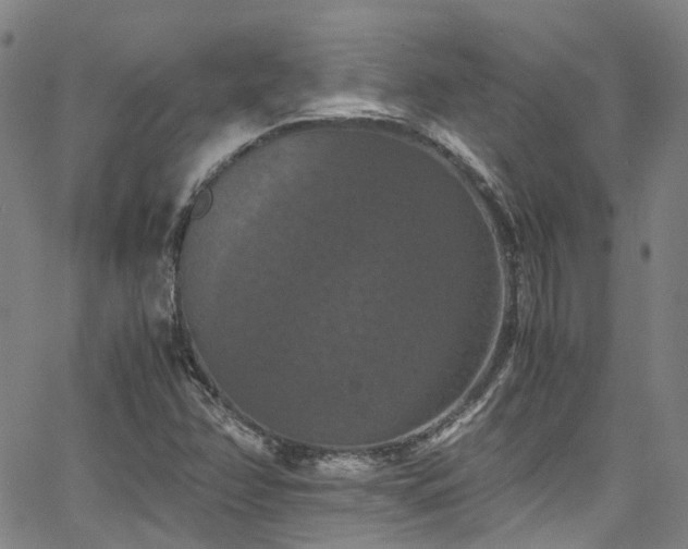 X0000066111358200603101156