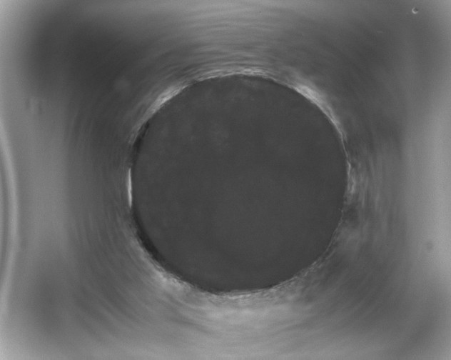 X0000066110013200603131314