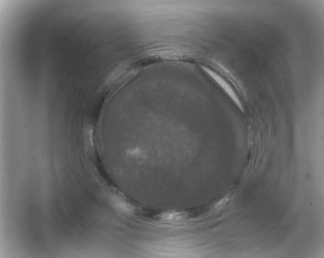 X0000066110117200603131312