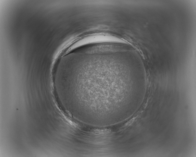 X0000066110245200603131309