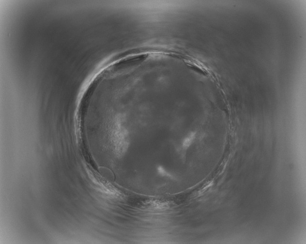 X0000066110343200603131308