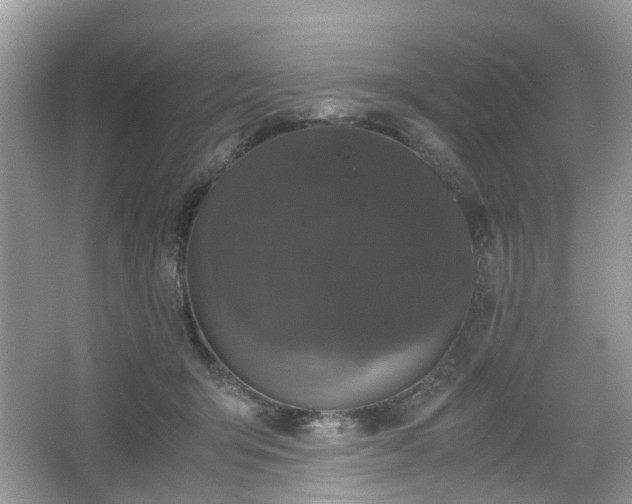X0000066110415200603131307