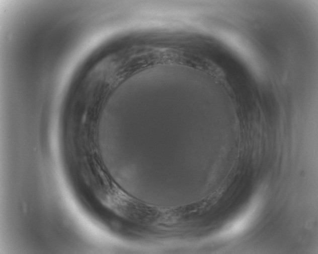 X0000066110431200603131307