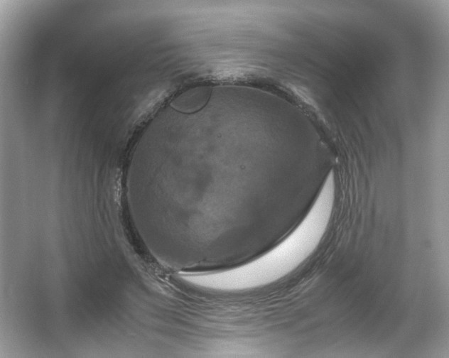 X0000066110495200603131306