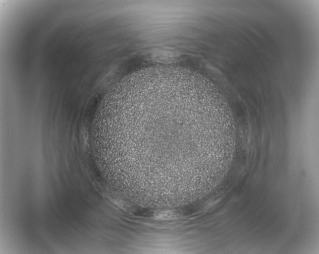 X0000066110705200603131302