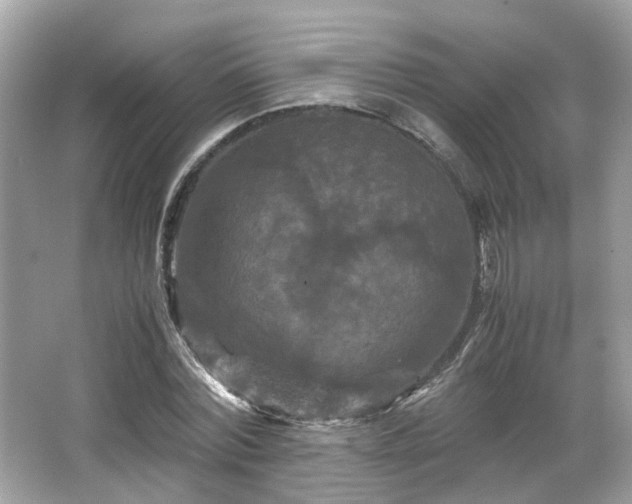 X0000066110780200603131301