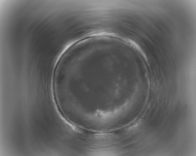 X0000066110863200603131300