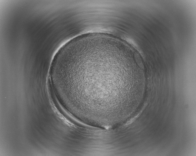 X0000066110928200603131258