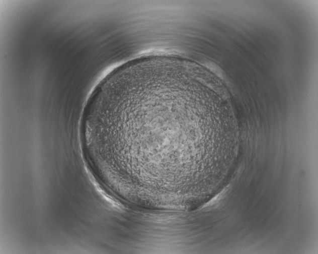 X0000066111030200603131256