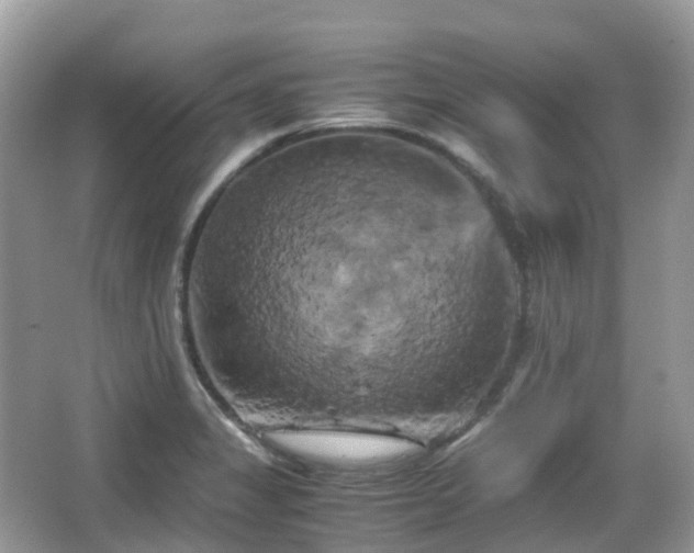 X0000066111325200603131252