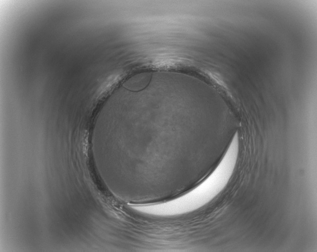 X0000066110495200603171426