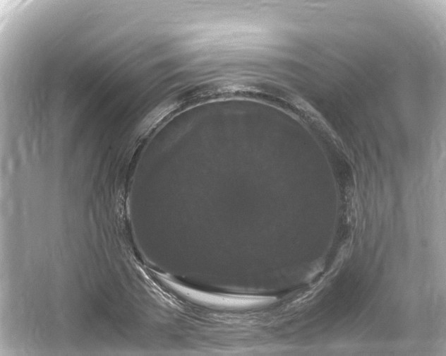 X0000066110785200603171421