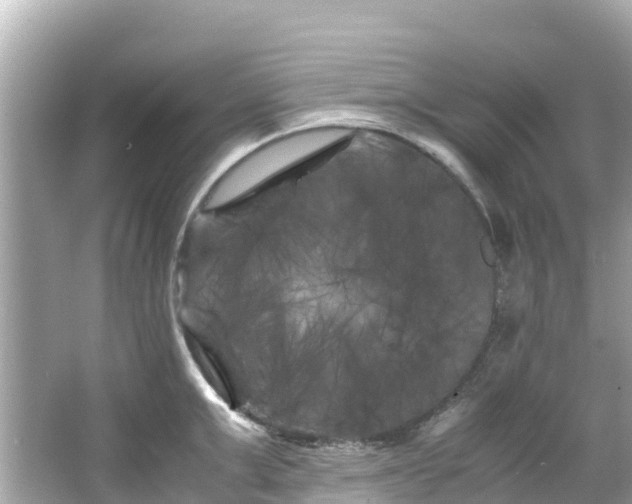 X0000066110999200603171418
