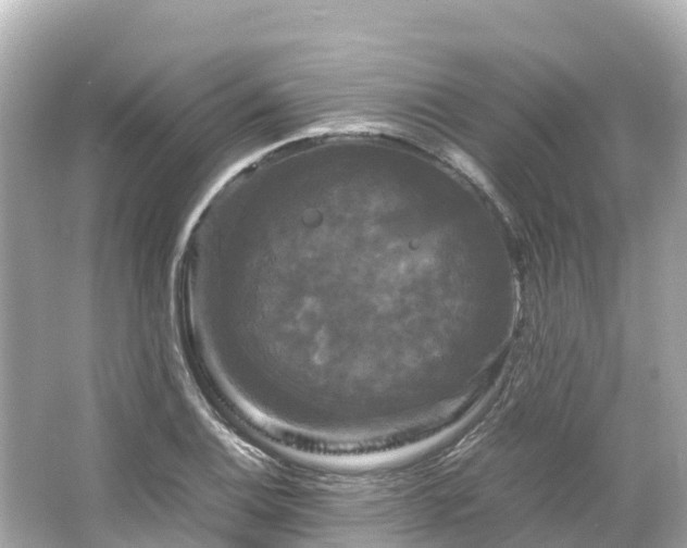 X0000066111124200603171416