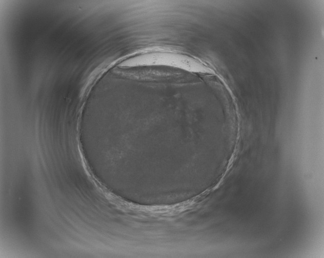 X0000066110001200603241556