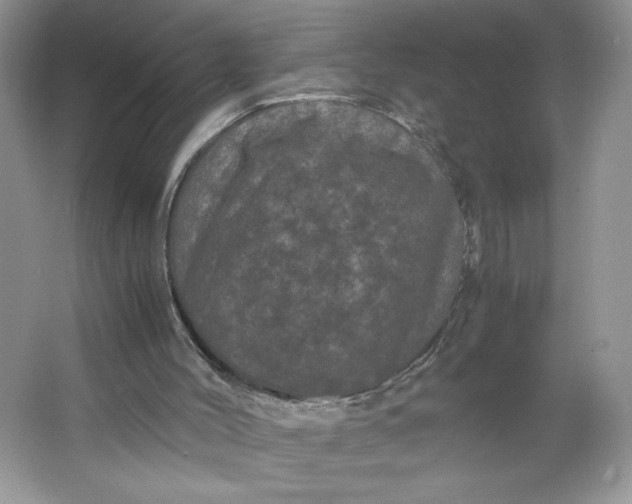 X0000066110004200603241556