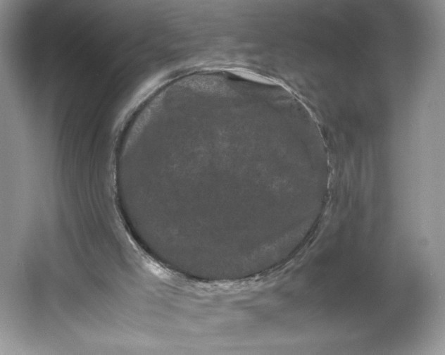 X0000066110005200603241556