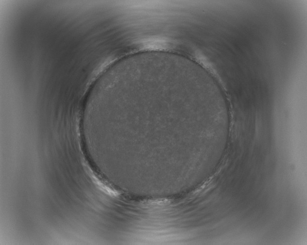 X0000066110106200603241554