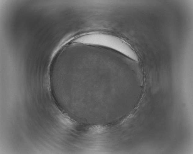 X0000066110198200603241553