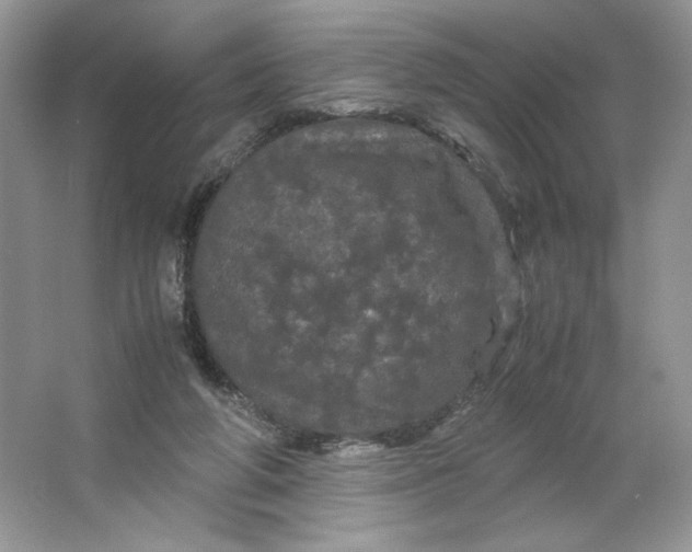 X0000066110210200603241553