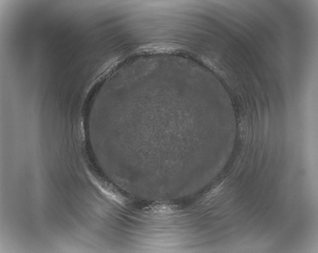 X0000066110254200603241551