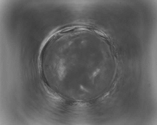 X0000066110343200603241550
