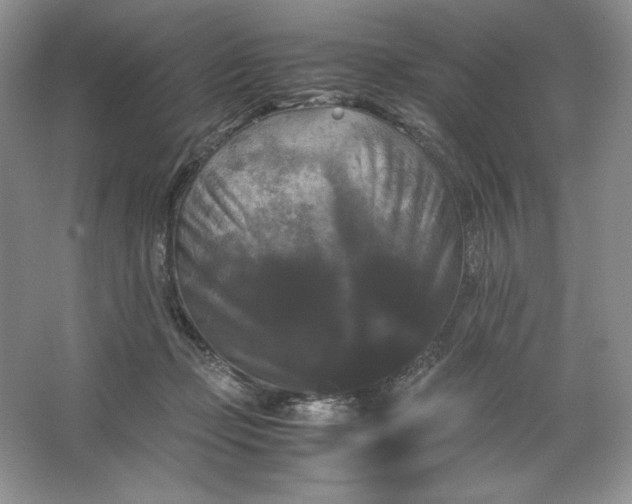 X0000066110365200603241550