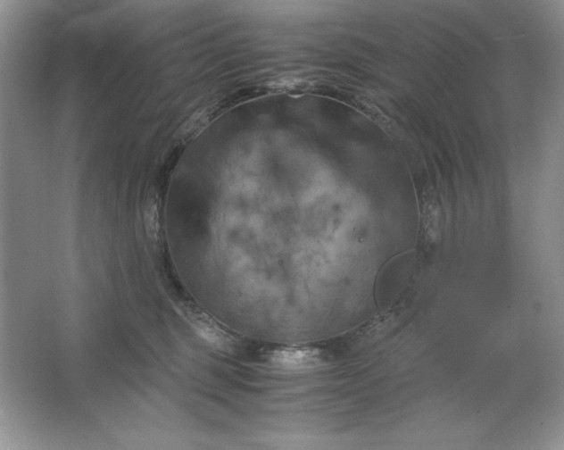 X0000066110375200603241550