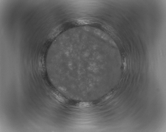 X0000066110418200603241549
